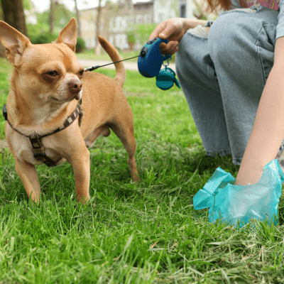 YARD POOP SCOOPING
